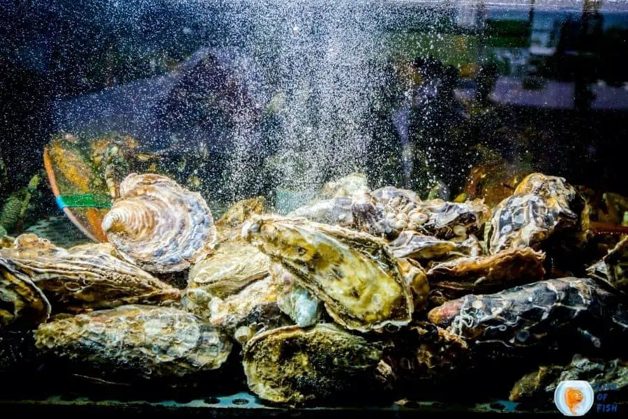 Raise Oysters In An Aquarium