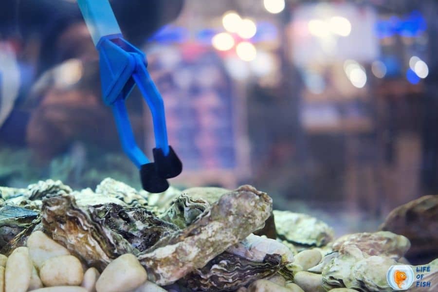 Raise Oysters In An Aquarium