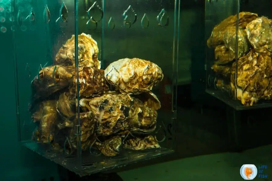Raise Oysters In An Aquarium