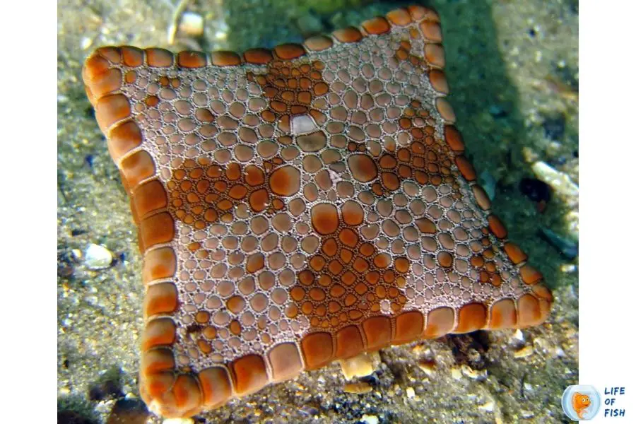 Square Starfish