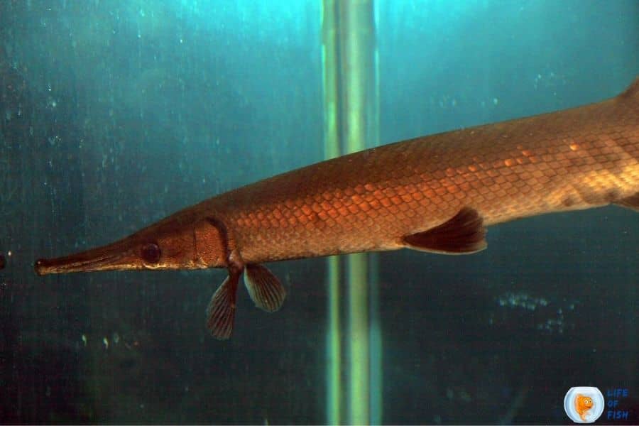 Types Of Gar Fish | 7 Fearless Fish With Compariosion