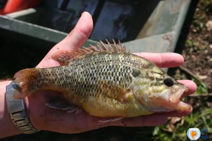 Warmouth fish | 14 Facts About Popular Sunfish Family Member|