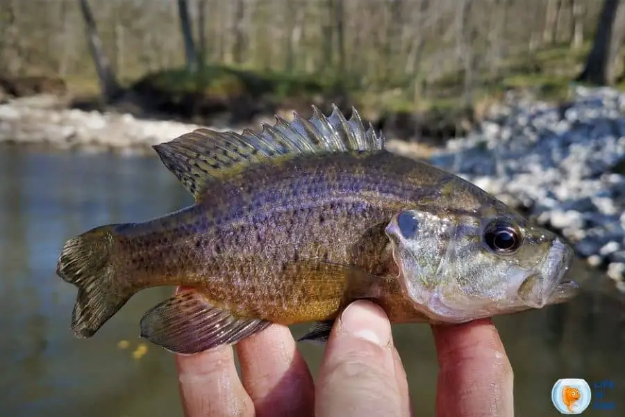 Warmouth fish | 14 Facts About Popular Sunfish Family Member|