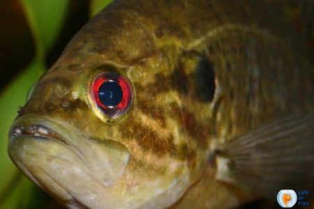 Warmouth fish | 14 Facts About Popular Sunfish Family Member|