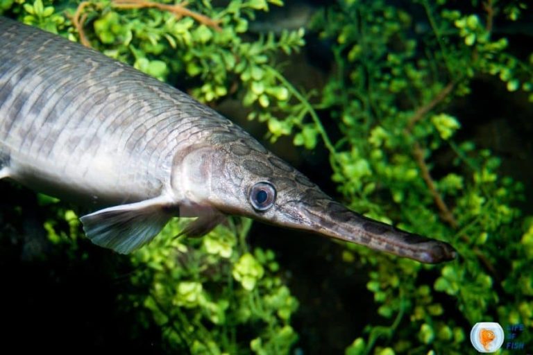 What does Alligator Gar Eat? 14 Crazy Facts About Alligator Gars