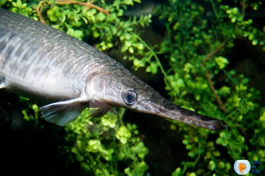 alligator gar eat