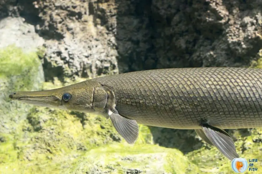 alligator gar eat