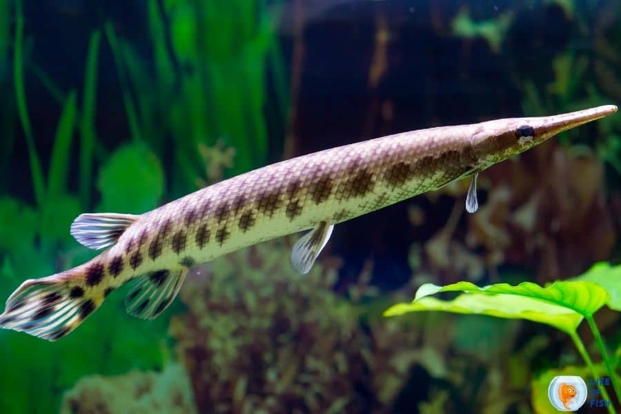 Alligator Gar