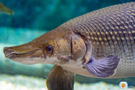 Gars Tank Mates | Few Other Fish Who Can Live With Aggresive Gars |