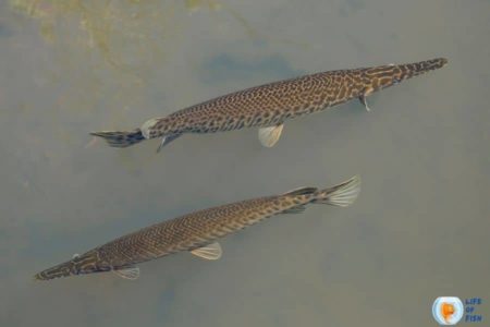 Alligator Gar Size | 9 Interesting Facts You Must Know |