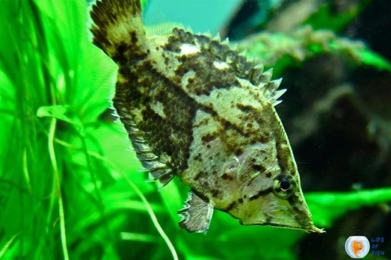 Amazon Leaf Fish Feeding 11 Essential Feeding Facts
