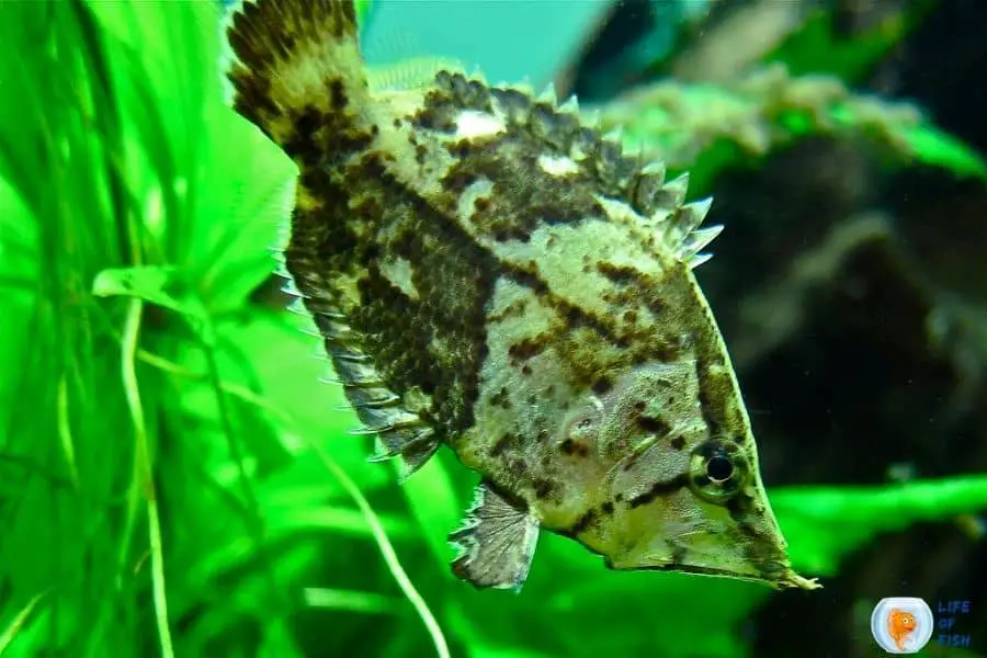 amazon leaf fish feeding