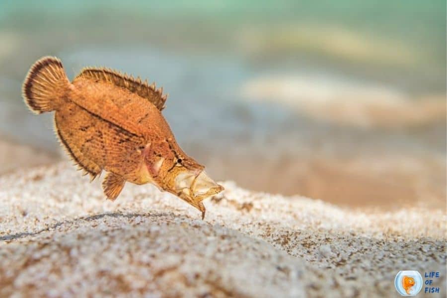 amazon leaf fish feeding