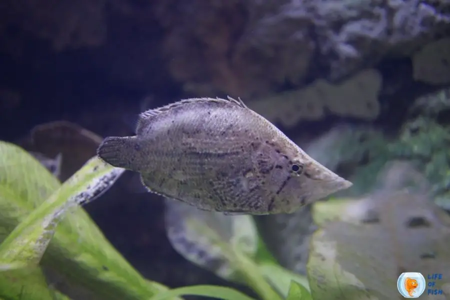 amazon leaf fish tank mates