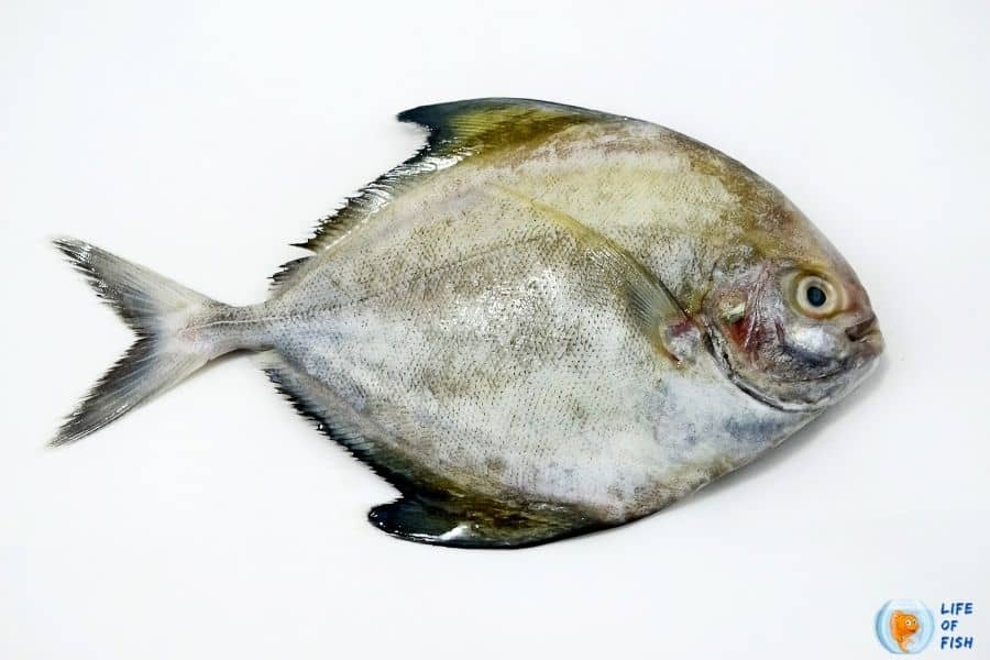 Pomfret fish