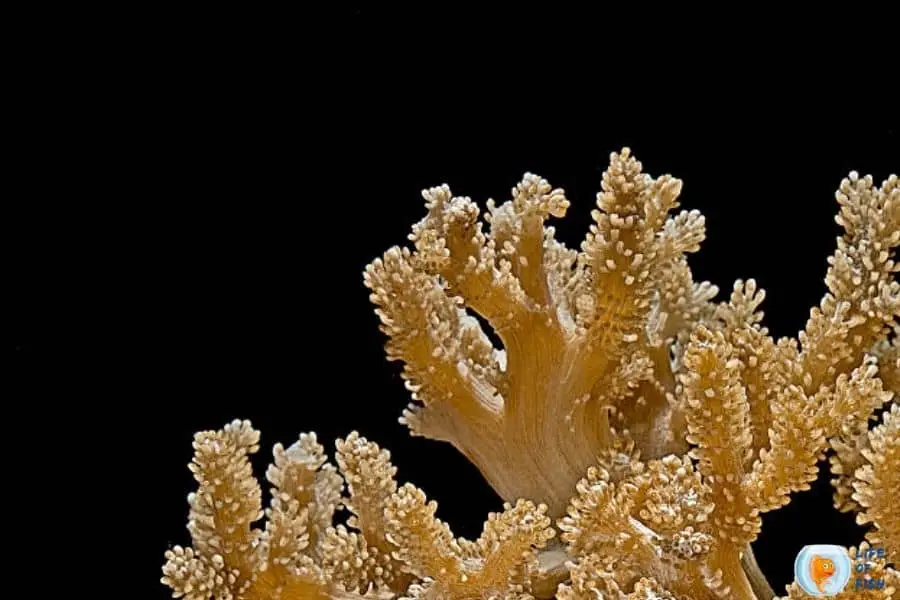 colt coral 