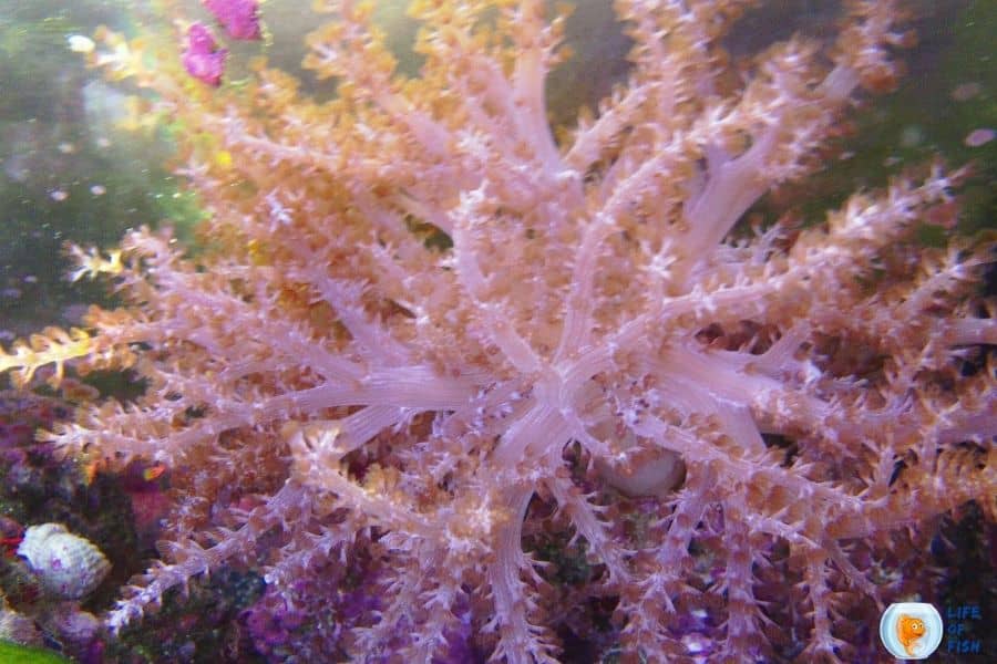 colt coral 