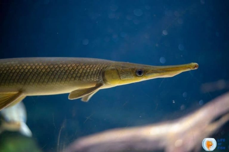 Types Of Gar Fish | 7 Fearless Fish With Compariosion