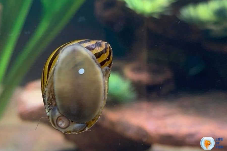 nerite snail