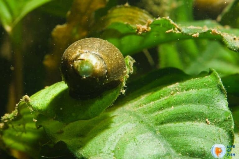 Nerite Snail Poop 18 infamous Facts You Never Knew