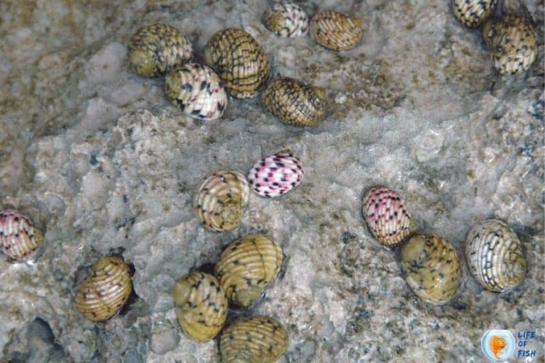 Nerite Snail Poop 18 infamous Facts You Never Knew