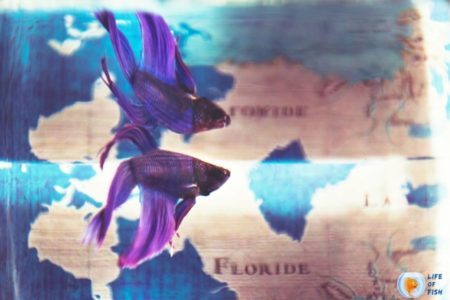 Purple Betta Fish | 12 Colorful Facts About This Amazing Fish |