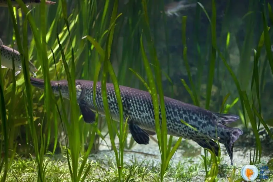 Types Of Gar Fish