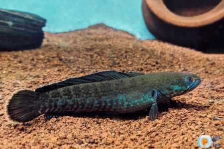 Snakehead Fish | 13 Interesting Facts About This Monster Fish |