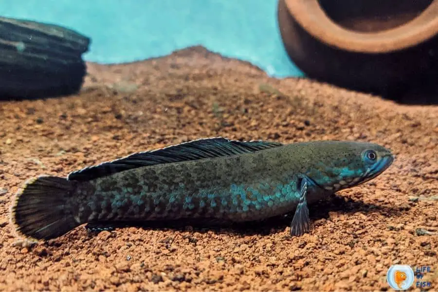 snakehead fish