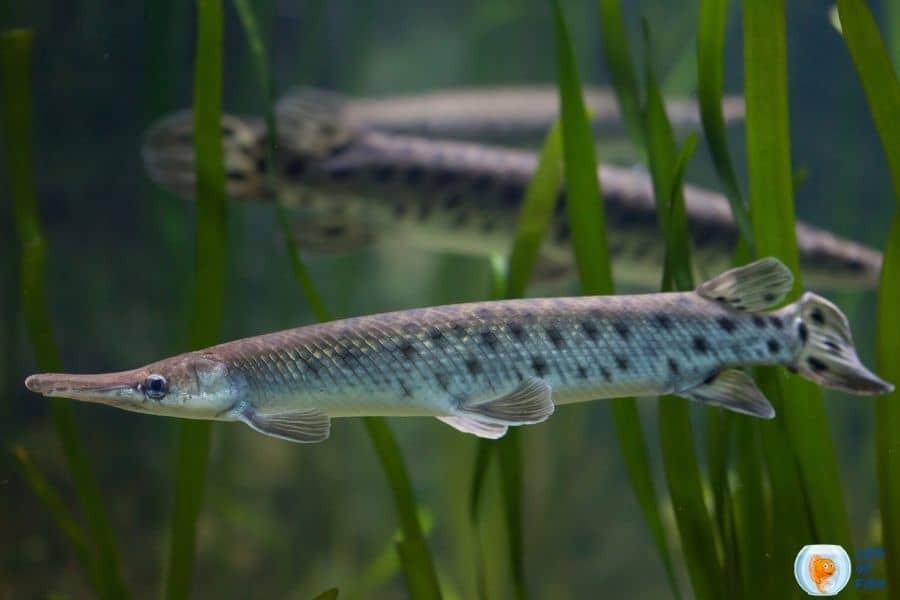 Types Of Gar Fish