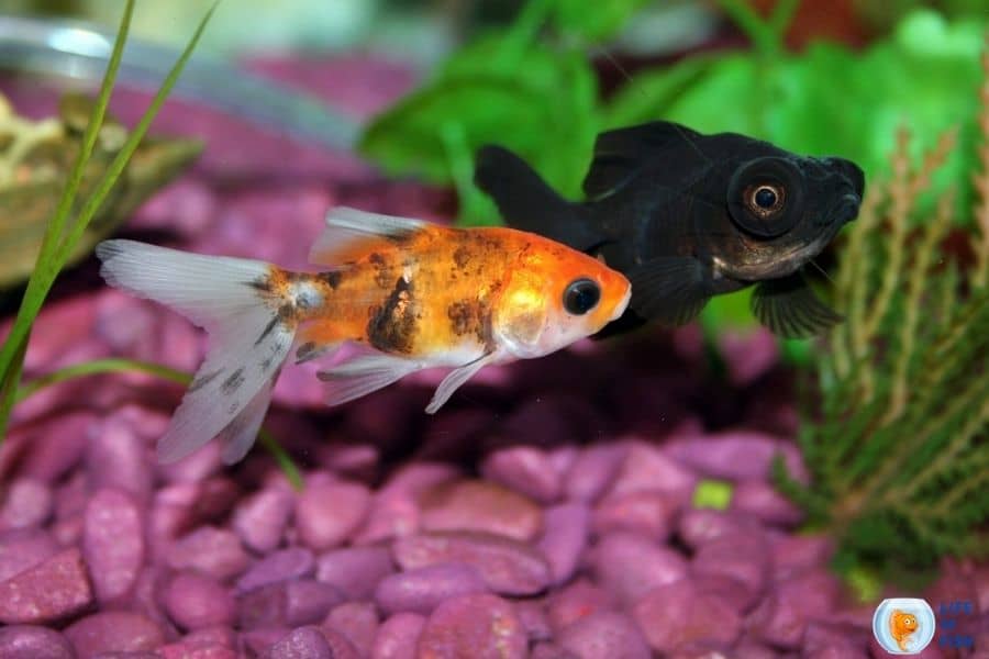 Ammonia Burn On Goldfish | (Why Your Goldfish Is Turning Black?)