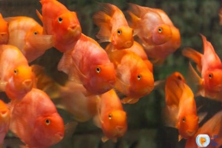 How To Conduct A Blood Parrot Cichlid Breeding (Is It Possible?)