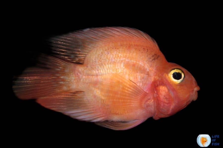 Blood Parrot Cichlid size