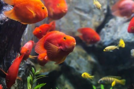 Blood Parrot Cichlid Tank Mates | 10 Suitable Fish You Must Know |