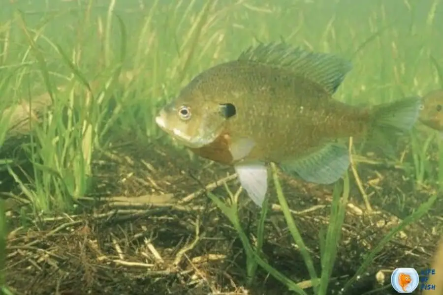 Bluegill Hybrid