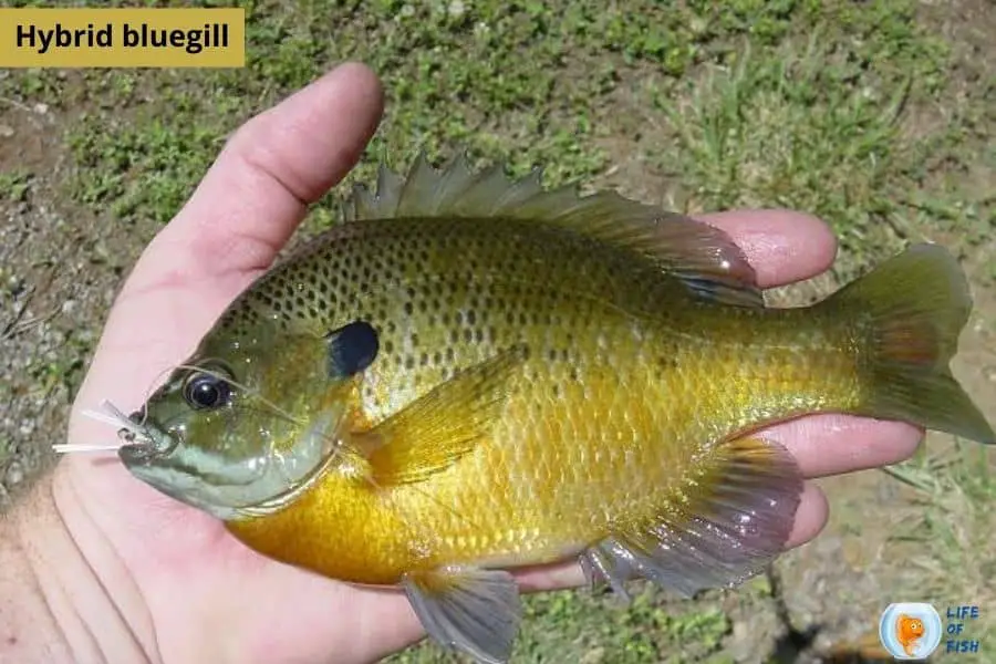 Bluegill Hybrid