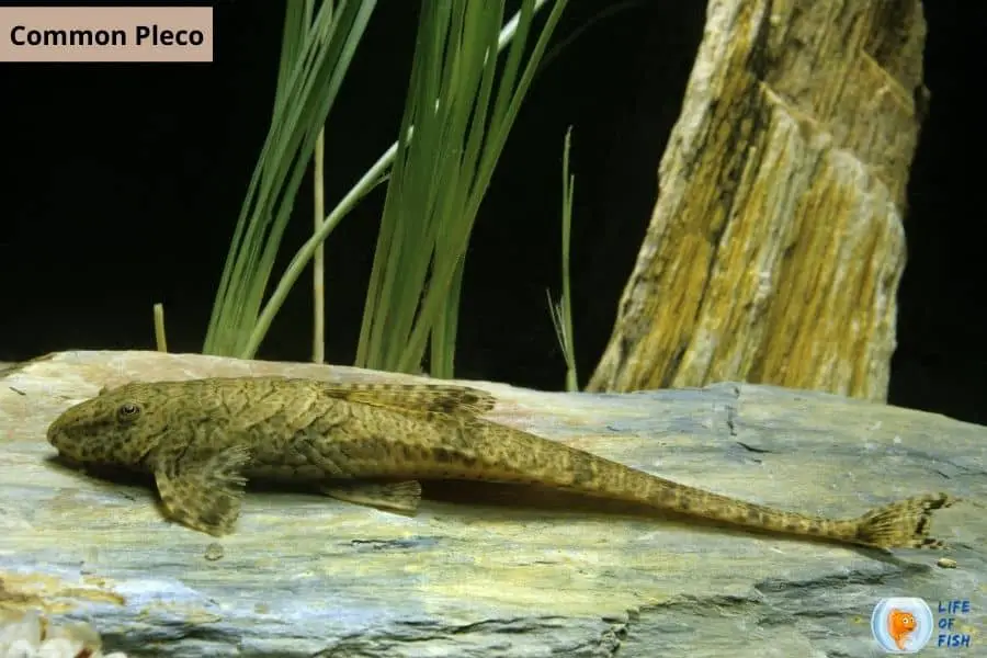 Algae eating fish for ponds