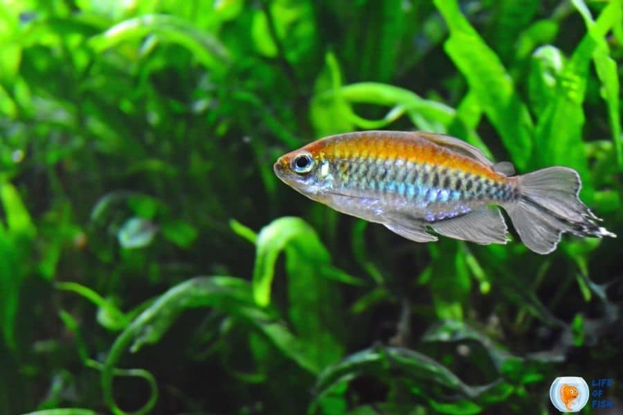 Congo Tetra