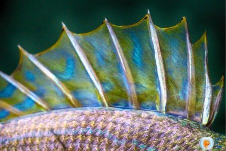 Do Fish Fins Grow Back? (Surprisingly, Yes !)