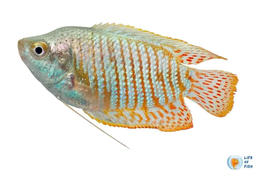 Dwarf Gourami