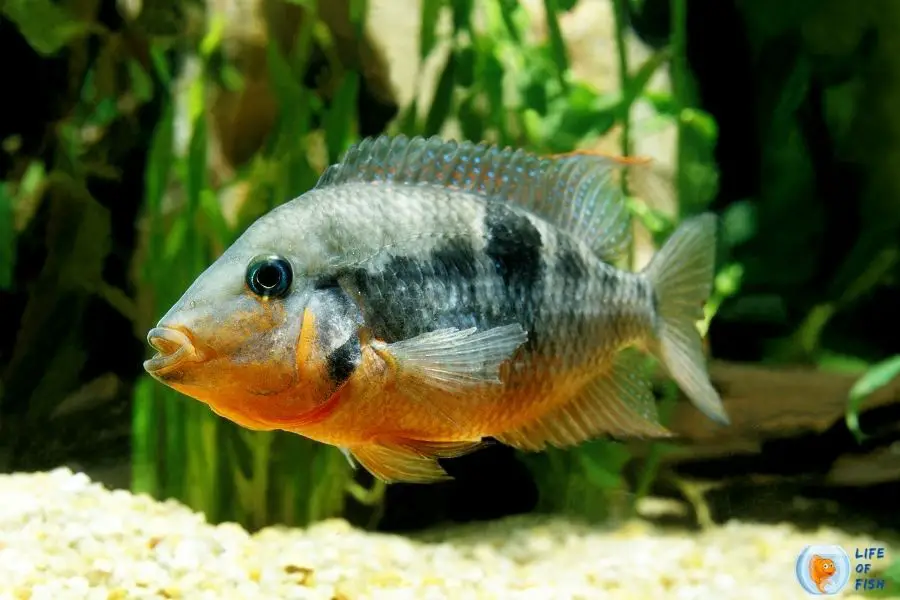 Blood parrot cichlid tank mates