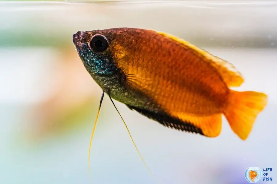 Blood parrot cichlid tank mates