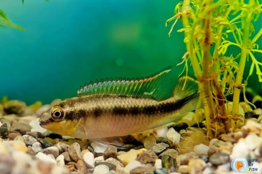 Kribensis Cichlid Size