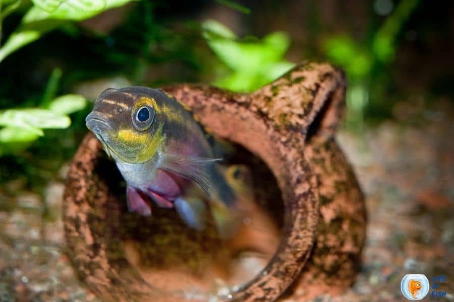 Kribensis Cichlid breeding