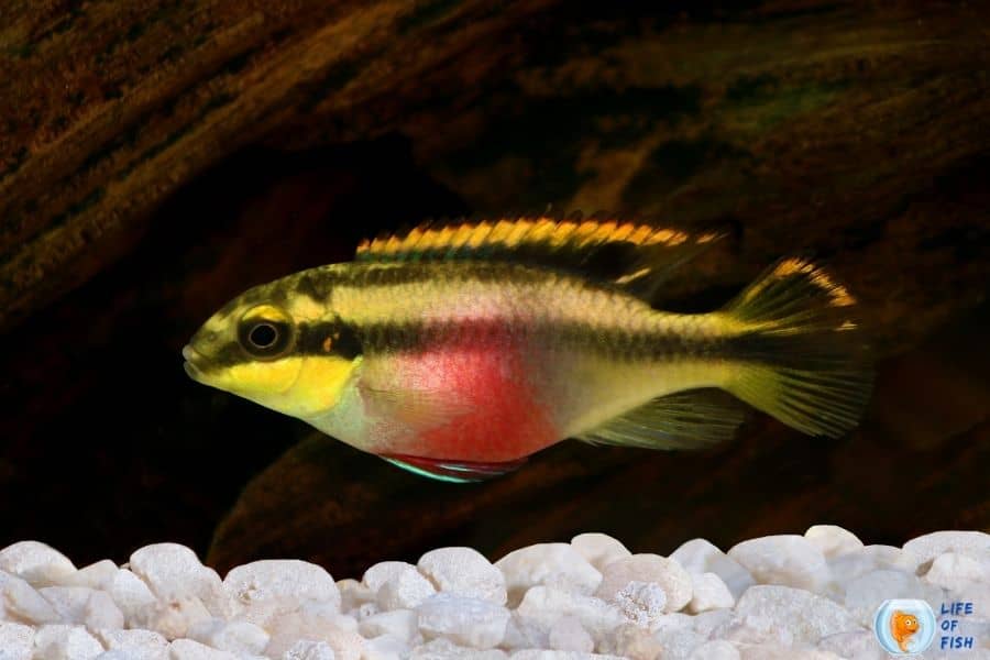 Kribensis Cichlid breeding