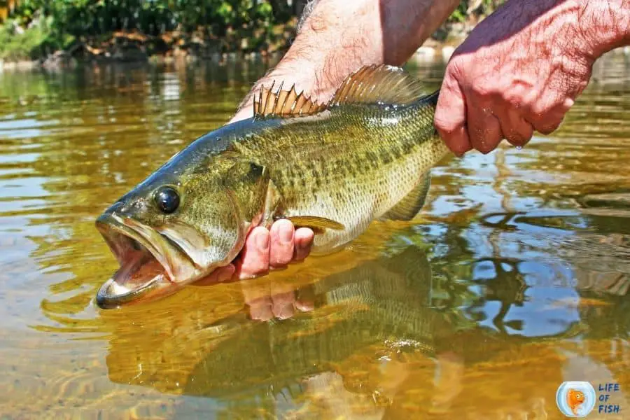 Largemouth Bass habitat