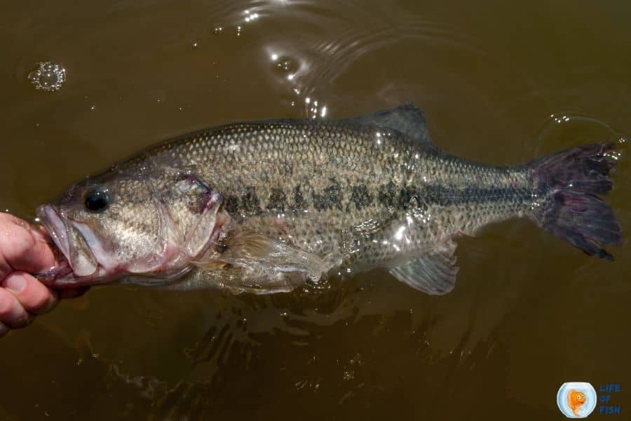 Largemouth Bass habitat