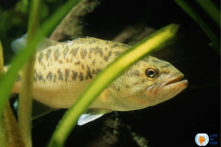 Largemouth Bass habitat