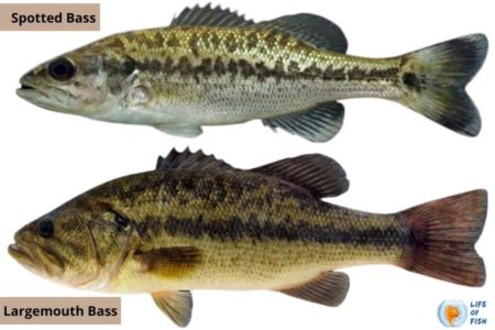 Largemouth vs Spotted Bass | 10 Debatable Facts About Them |