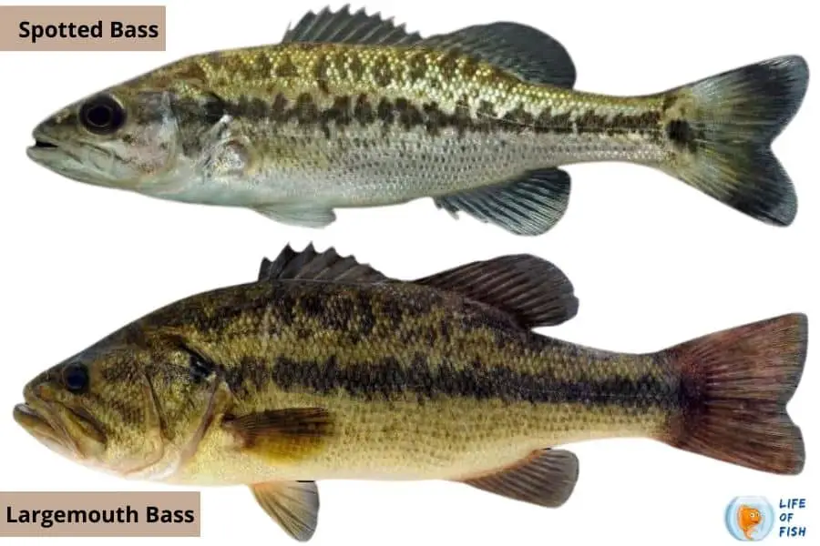 Largemouth vs Spotted Bass